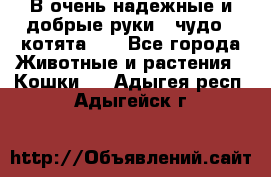 В очень надежные и добрые руки - чудо - котята!!! - Все города Животные и растения » Кошки   . Адыгея респ.,Адыгейск г.